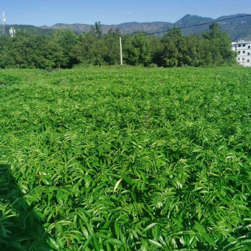 雅安花椒苗价格 秦安花椒苗 嫁接花椒苗