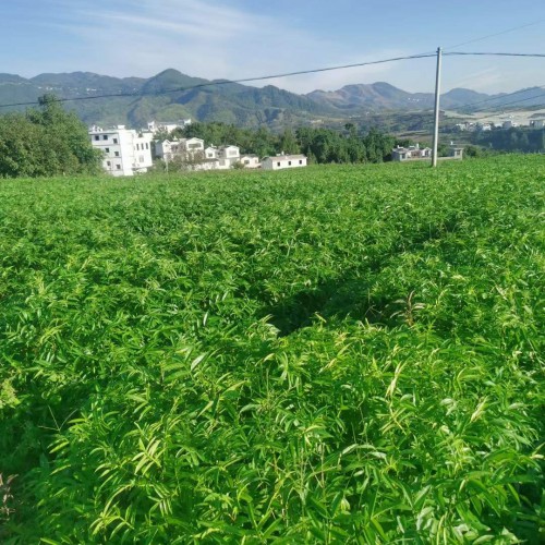 百色大红袍花椒苗 花椒苗大红袍 韩城花椒苗价格