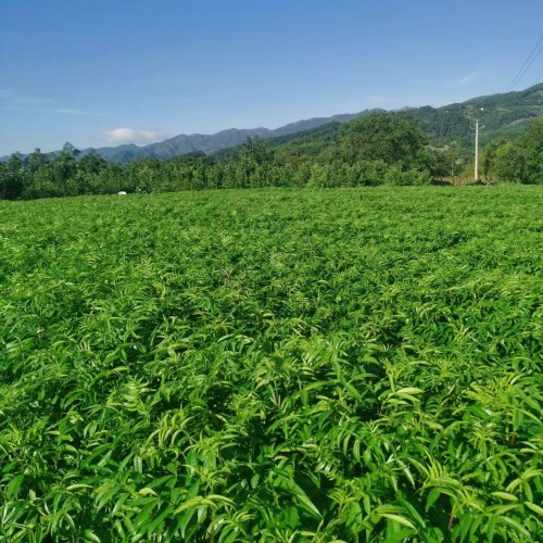 河池花椒苗价格 花椒苗韩城 嫁接花椒苗