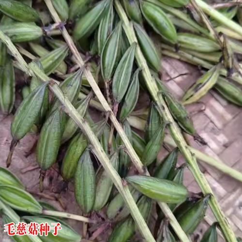 广东毛慈菇苗哪里有卖的 毛慈菇苗怎么培植 毛慈菇苗多少钱一斤