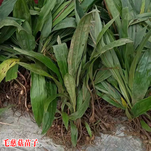 内江出售花椒苗 花椒芽苗 嫁接花椒苗