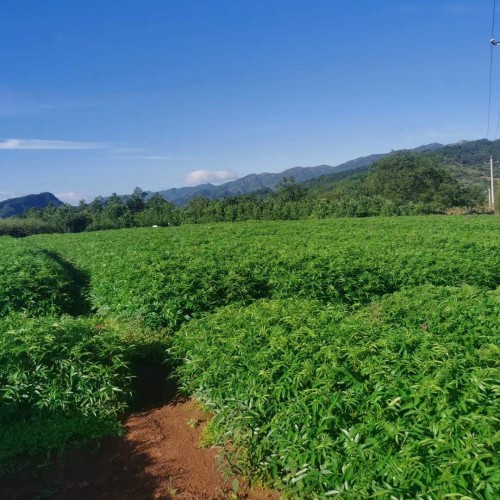 黔南花椒苗基地 泰安花椒苗 韩城花椒苗价格