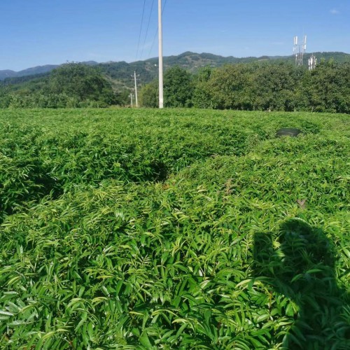 自贡无刺花椒苗 花椒苗图片 杨凌花椒苗