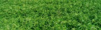 贺州无刺花椒苗 花椒苗技术 嫁接花椒苗