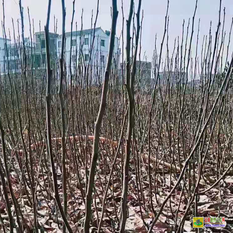 德钦山东苹果苗 云南昭通苹果苗联系方式 嘎啦苹果苗