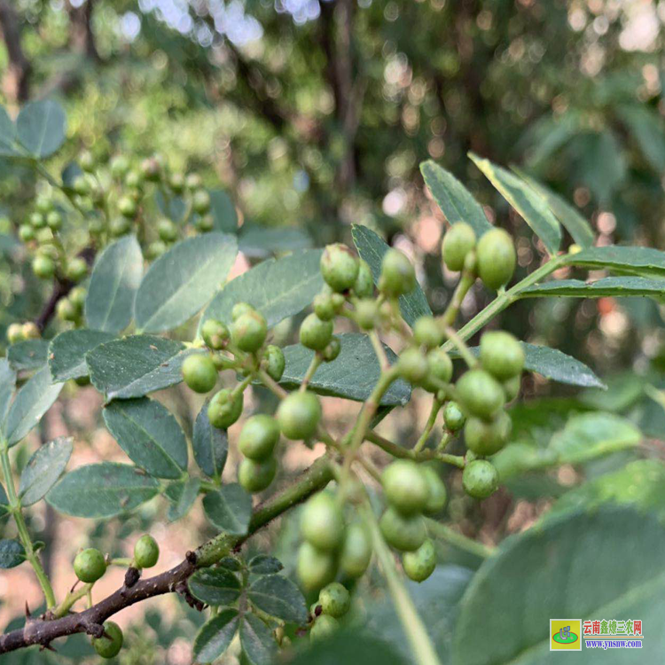 嘉陵青花椒苗哪里买 花椒苗适合什么时候栽 花椒苗栽植时间及方法