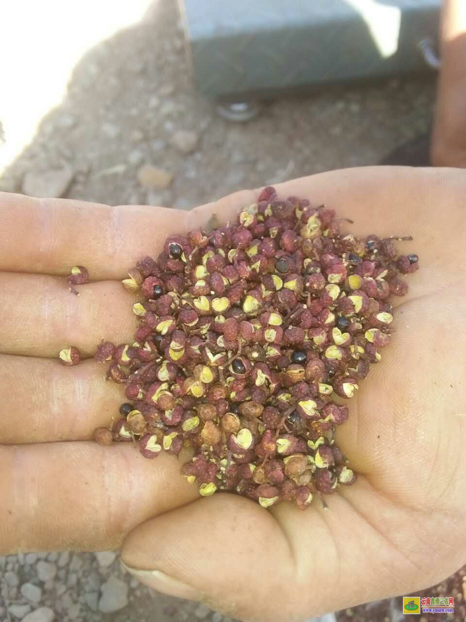 玉龙青花椒苗哪里买 花椒苗木规格 花椒苗种植技术及管理