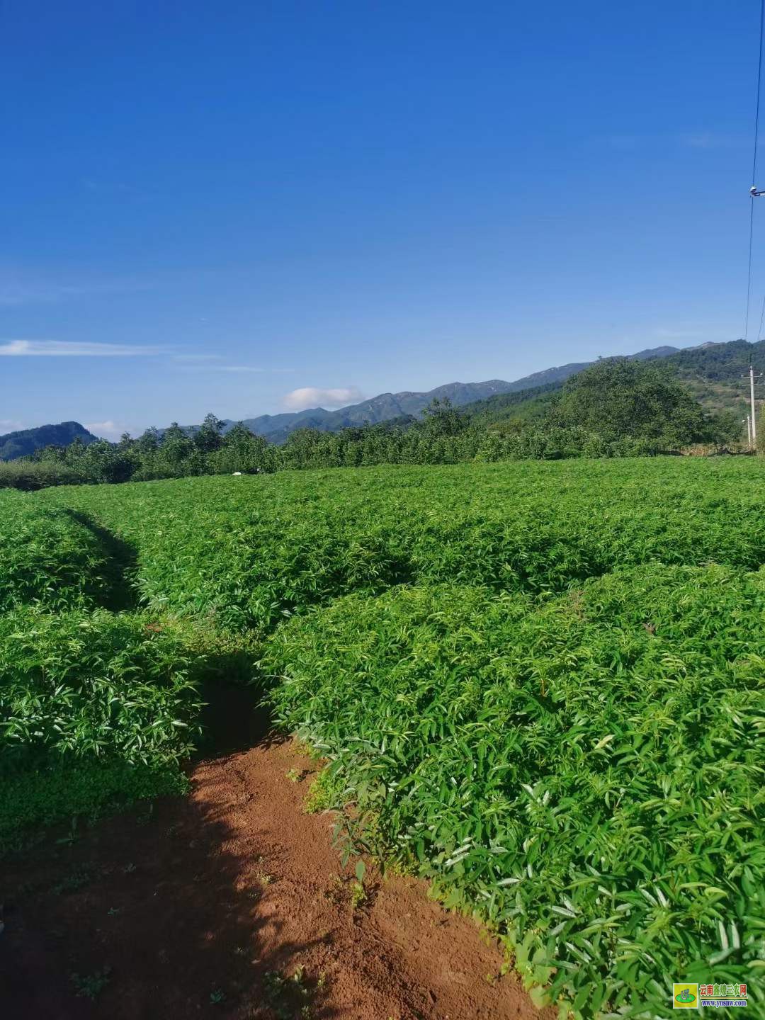 涪陵青花椒苗哪里买 花椒苗木规格 花椒苗种植技术及管理