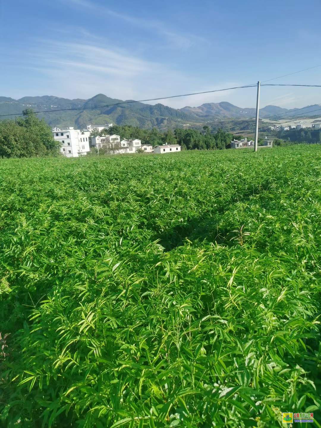 紫云青花椒苗哪里买 花椒苗木标准 花椒苗栽植时间及方法