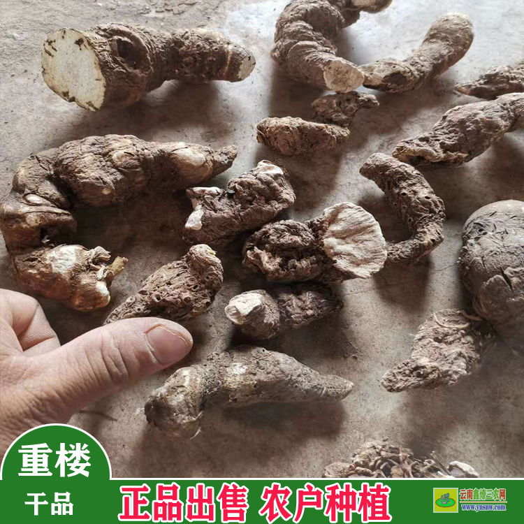 宜良重楼苗木规格要求 滇重楼苗多少钱一公斤 怎样育重楼苗
