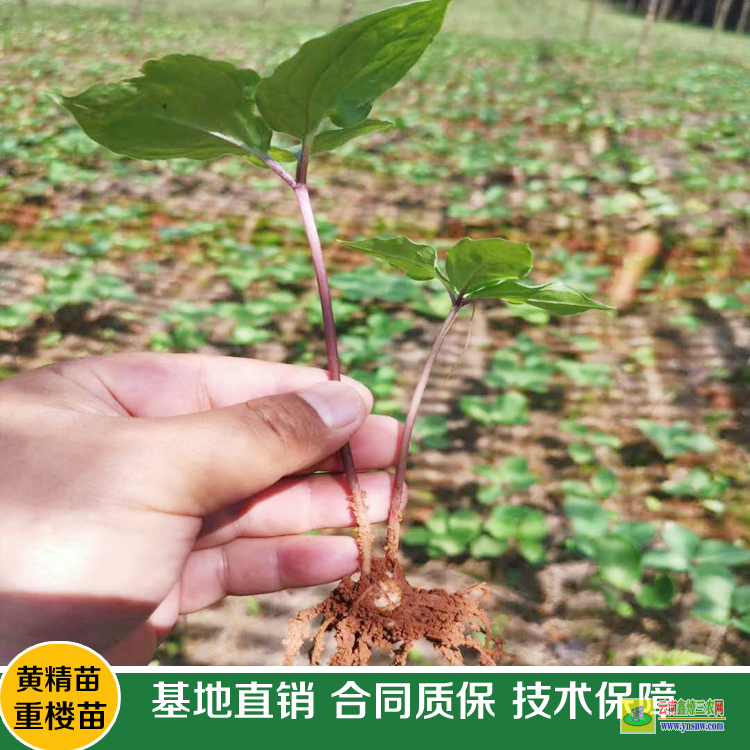 贡山云南重楼苗多少钱一株 重楼苗多少钱一株 滇重楼苗