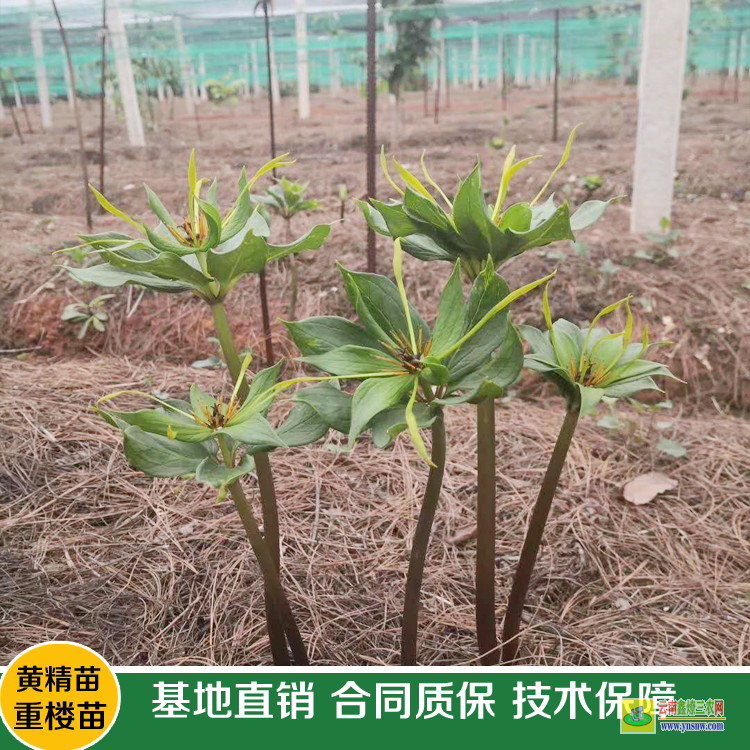勐腊滇重楼苗多少钱一株 重楼苗多少钱一株 滇重楼苗