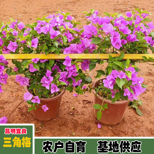 乐山福建三角梅价格 多色三角梅价格大全三角梅小苗的价格