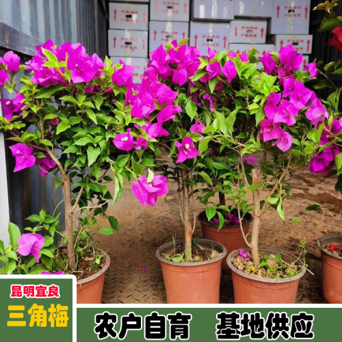 遵义三角梅盆景价格 盆栽三角梅价格南宁三角梅价格