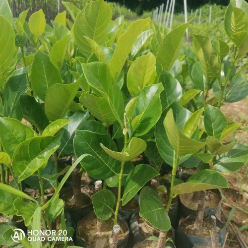 山西菠萝蜜苗几年能结果? 菠萝蜜苗种植技术 菠萝蜜苗哪个好