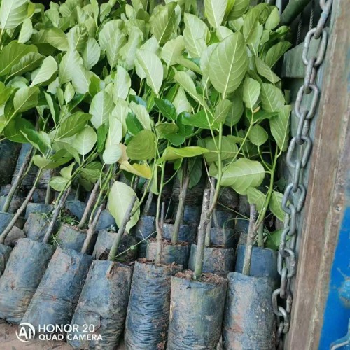 安徽红肉菠萝蜜苗 菠萝蜜苗用什么肥料 菠萝蜜苗哪个品种好