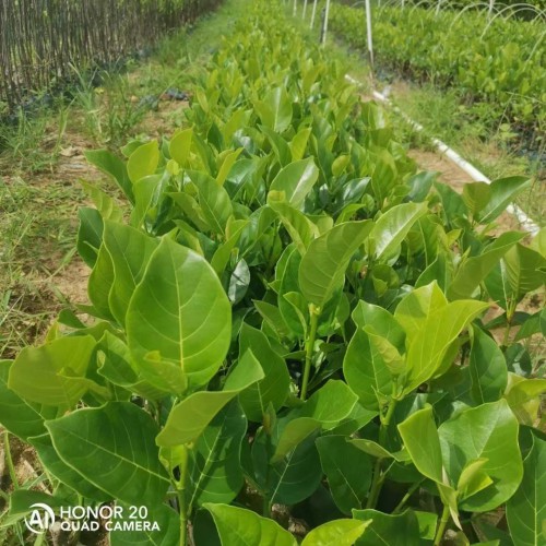 陕西菠萝蜜苗叶子发黄怎么办 菠萝蜜苗种植技术