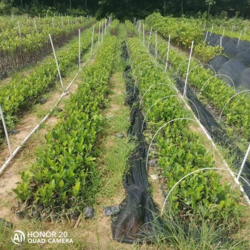 四川菠萝蜜苗怎么种植方法 菠萝蜜苗怎么种植方法