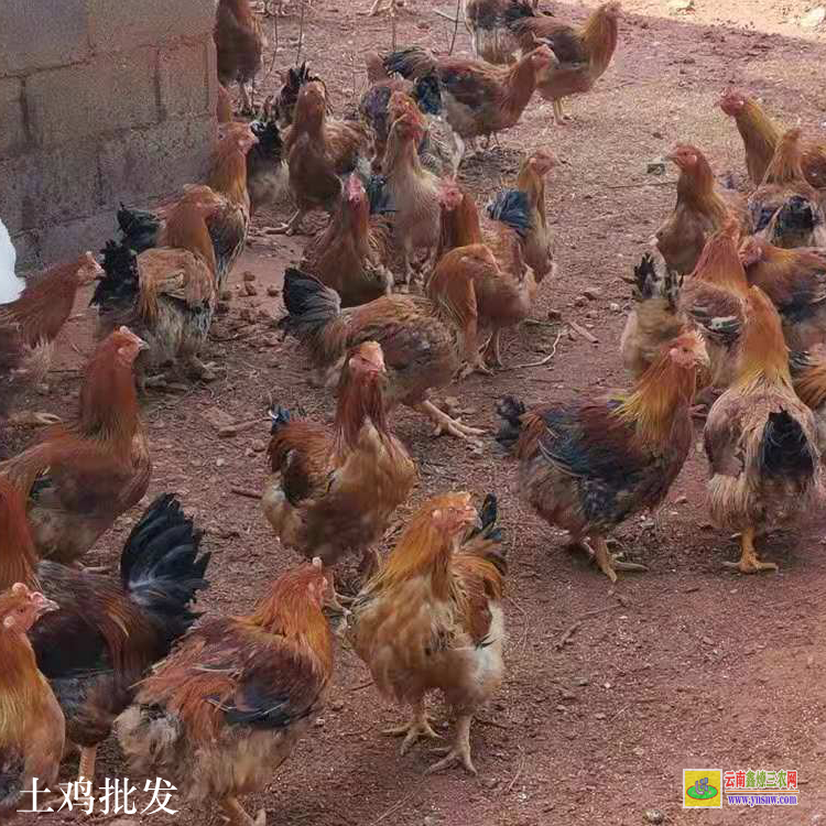 江城土鸡蛋价格多少钱一个 绿色土鸡蛋 散养土鸡养殖场