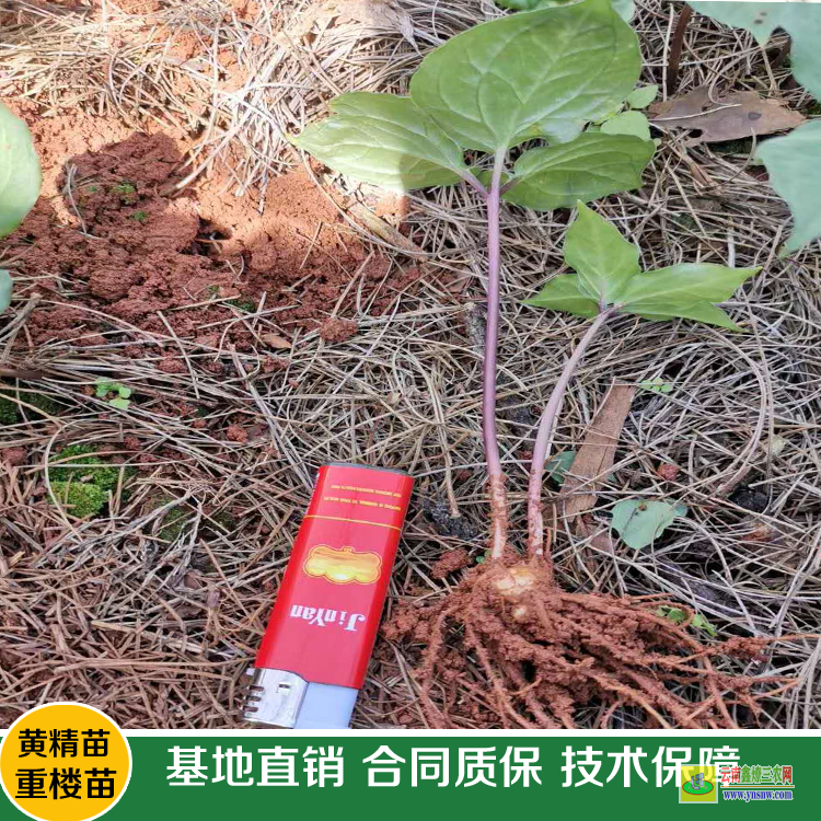 江油重楼苗的价格 滇重楼苗价格 重楼苗基地