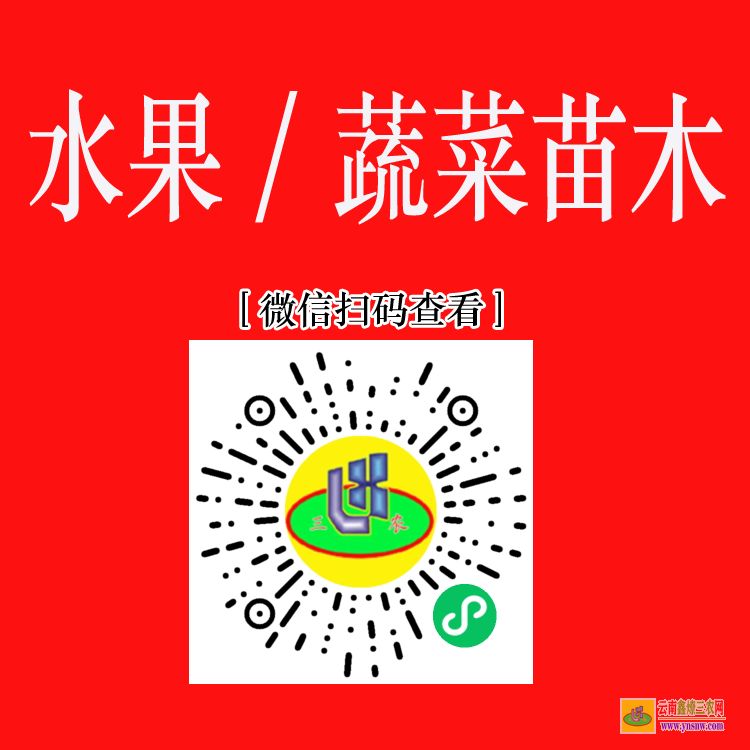 昭阳药材苗图片大全 株瑜药材苗木 药材苗木网