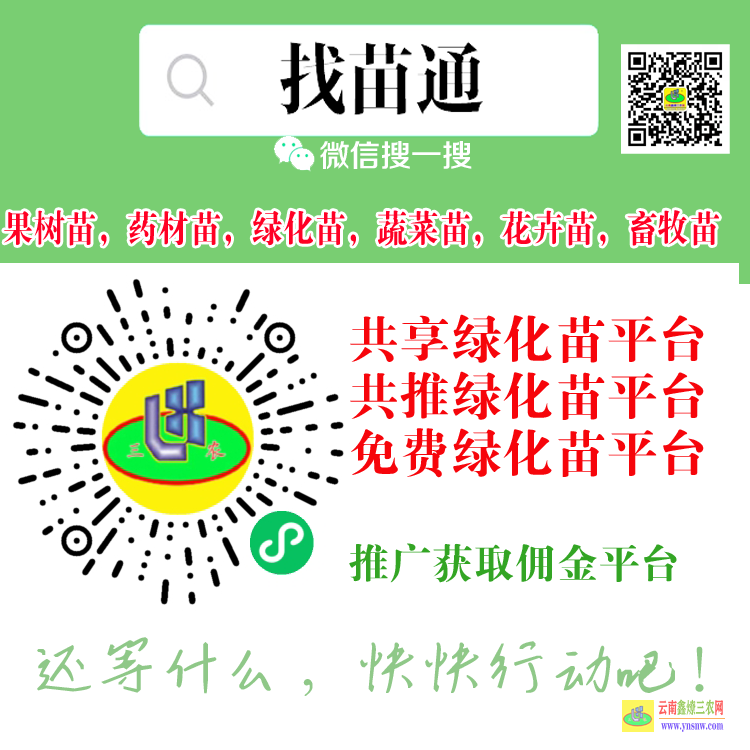 昭阳药材苗木合作社 药材苗木评估 药材苗图片大全大图