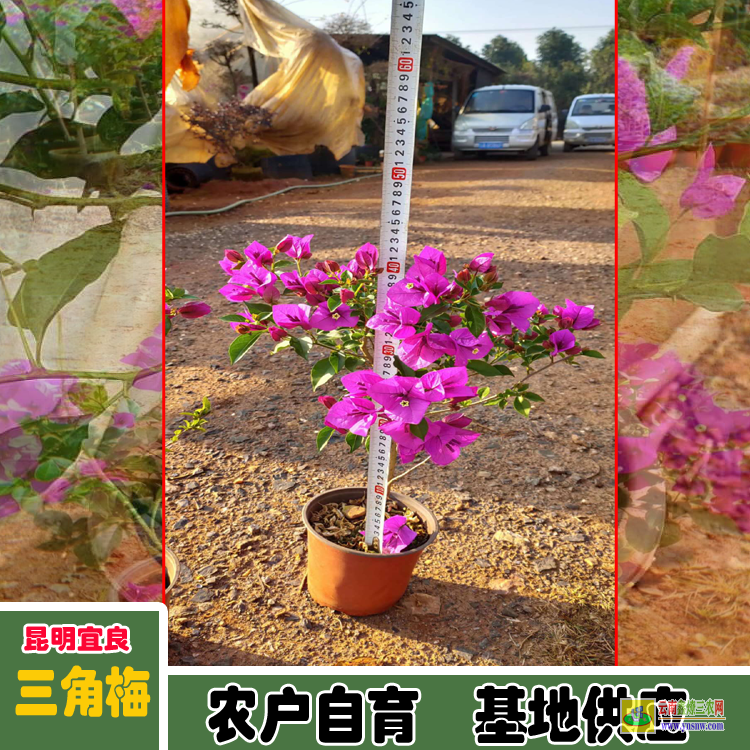 泸州海口三角梅价格 多色三角梅价格大全云南三角梅价格