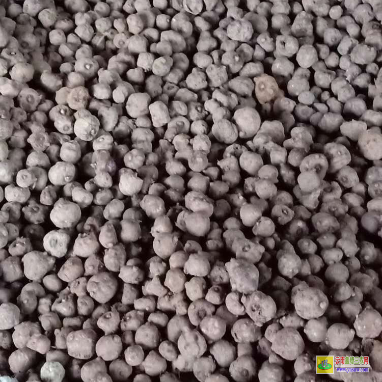南充仪陇魔芋种植技术及亩产量 珠芽魔芋种子 一袋珠芽魔芋