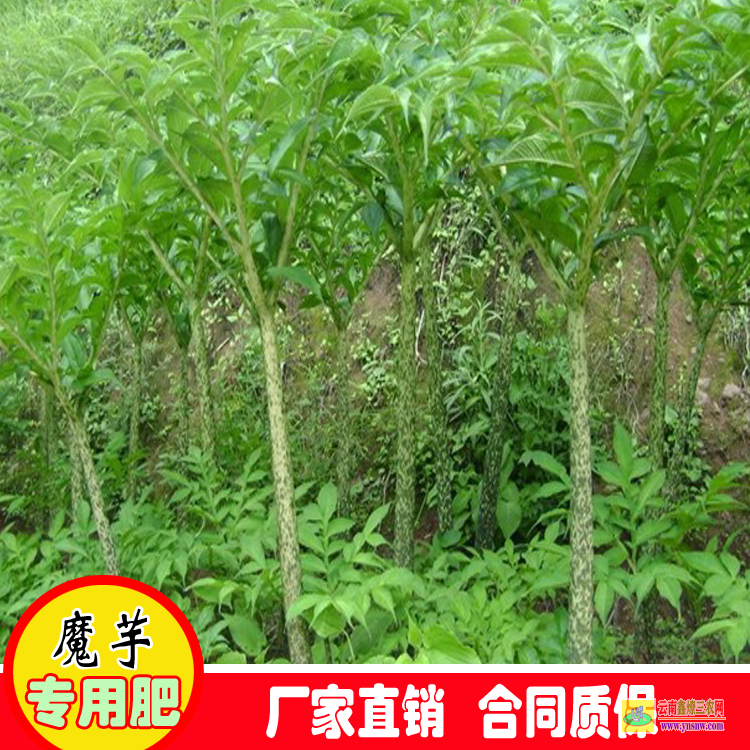 宜宾珙县魔芋种子价格 珠芽魔芋种子 一袋珠芽魔芋