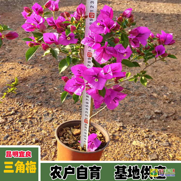 大理三角梅盆景价格 三角梅价格紫色云南三角梅价格
