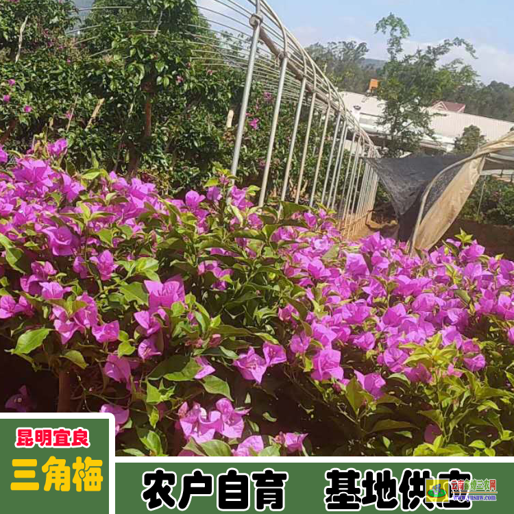 曲靖金心双色三角梅价格 三角梅老桩价格云南三角梅价格