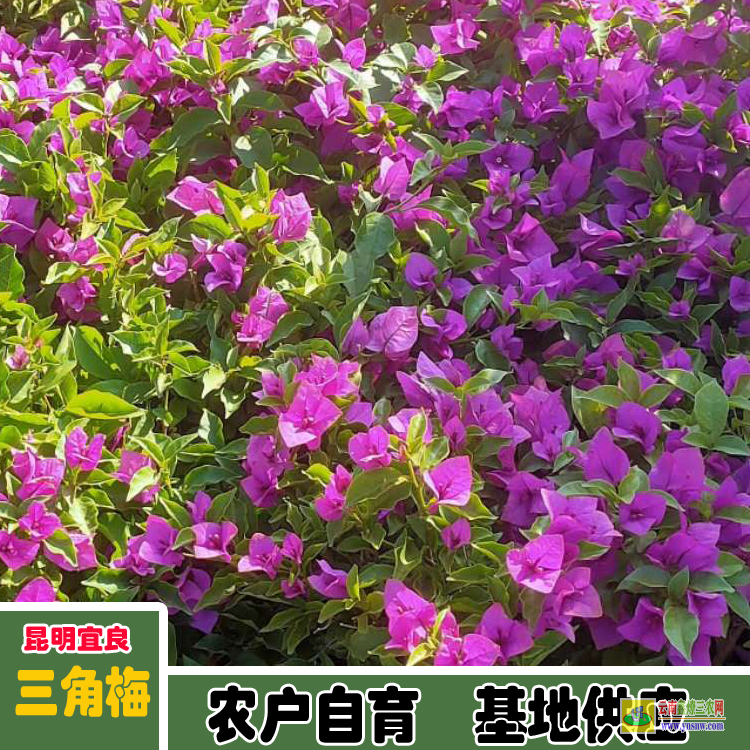 昭通福建三角梅价格 三角梅种子价格云南三角梅价格