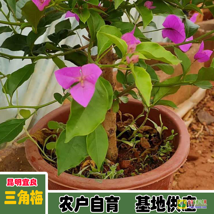 怒江三角梅小苗价格 三角梅种子价格云南三角梅价格