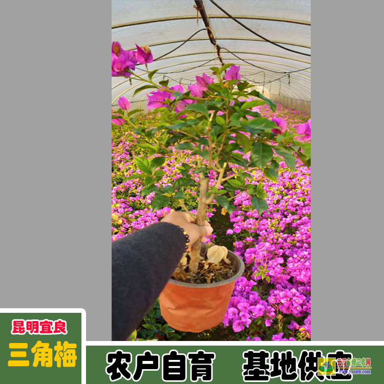楚雄海口三角梅的价格 三角梅批发价格表云南三角梅价格