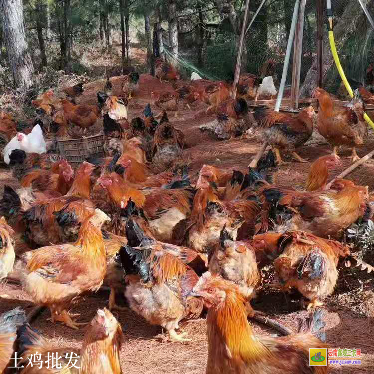 永胜云南本地纯土鸡 土家鸡 云南肉鸡价格行情今日