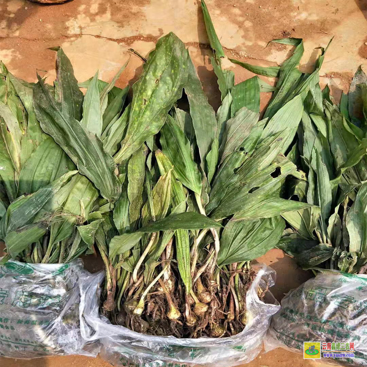 汝城药材苗多少钱一个 药材苗木批发网站 药材苗木有哪些