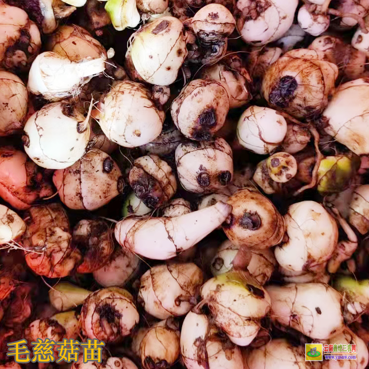 汝城药材苗多少钱一个 药材苗木批发网站 药材苗木有哪些