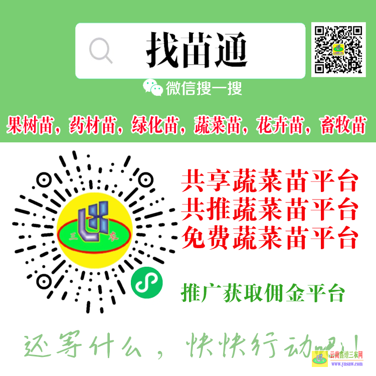 云南华宁蔬菜苗哪里有卖 蔬菜苗批发赚钱吗 蔬菜苗价格行情
