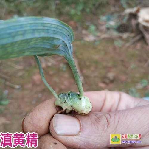 怒江泸水贵州黄精种苗 黄精种苗基地简介 黄精种苗价格