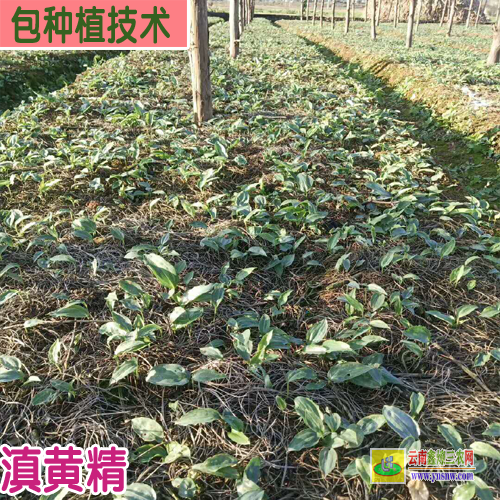 红河建水黄精种苗批发 黄精种苗基地简介 云南黄精种苗