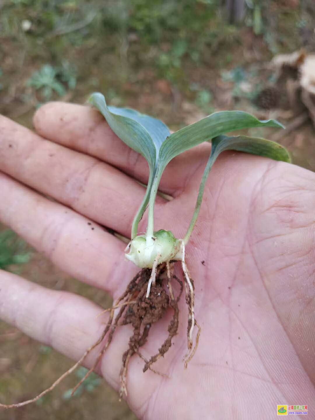 大理漾濞黄精种苗批发 黄精种苗基地简介 黄精种苗