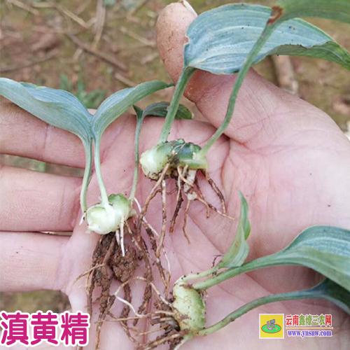 重庆黔江黄精种苗批发 黄精种苗基地简介 云南黄精种苗