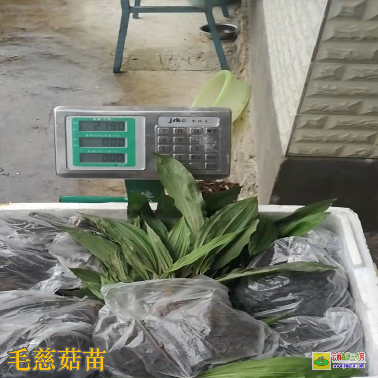 白城通榆毛慈菇亳州药市 毛慈菇苗价格 毛慈菇苗瓶苗价格