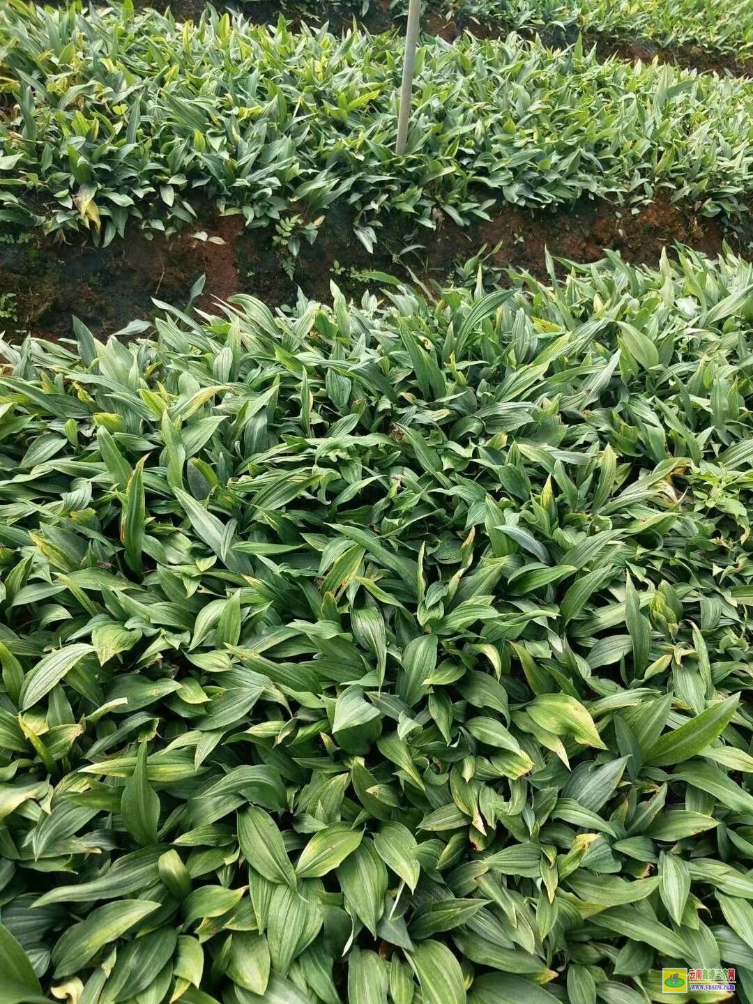 湖北房县黄精苗价格 滇黄精苗多少一株 滇黄精苗木繁殖的方法