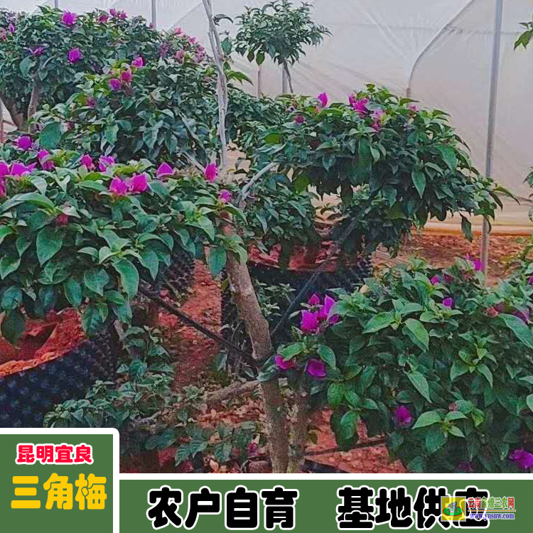 福建邵武云南三角梅价格 四川三角梅价格南宁三角梅价格