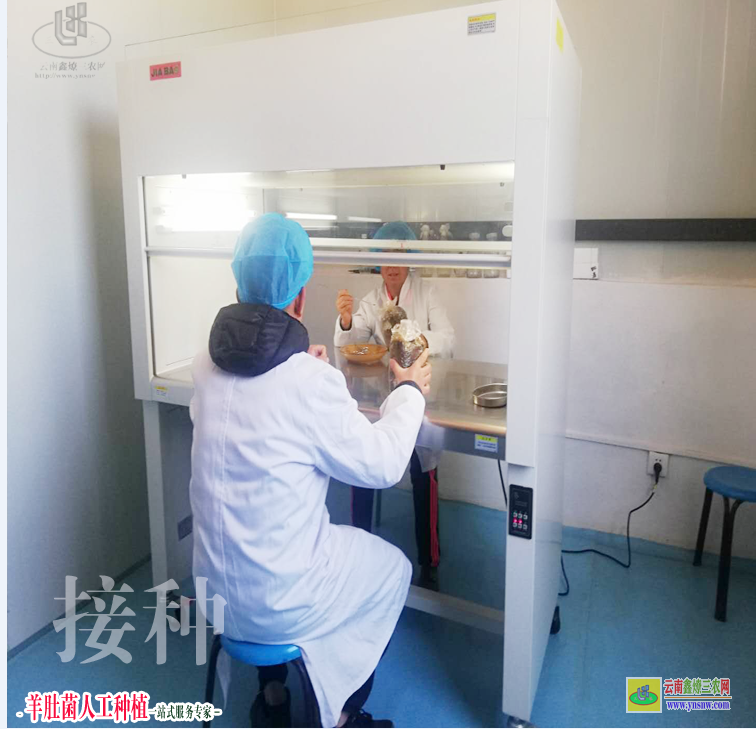 内蒙古霍林郭勒羊肚菌栽培生产成本 羊肚菌种植培训 羊肚菌种植技术培训