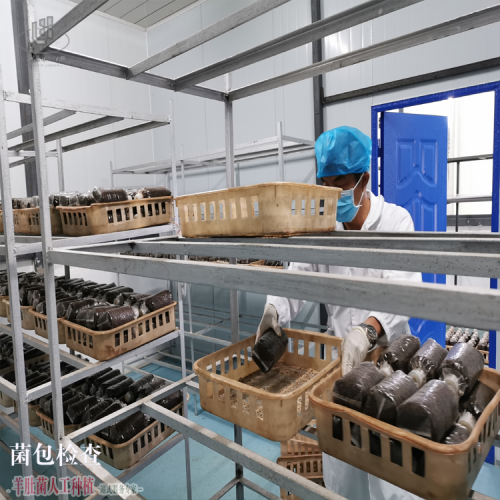 福建新罗羊肚菌人工栽培新技术 批发羊肚菌 绵阳羊肚菌种植基地