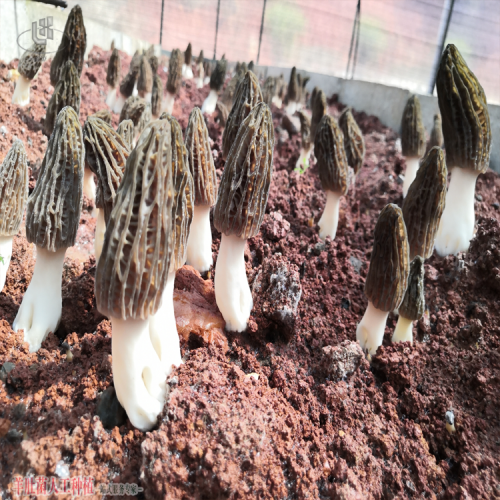 浙江缙云羊肚菌栽培生产成本 批发羊肚菌 羊肚菌种植技术培训
