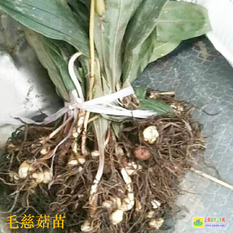 广西永福独蒜兰苗怎么保存 毛慈菇苗价格 毛慈菇苗子图片
