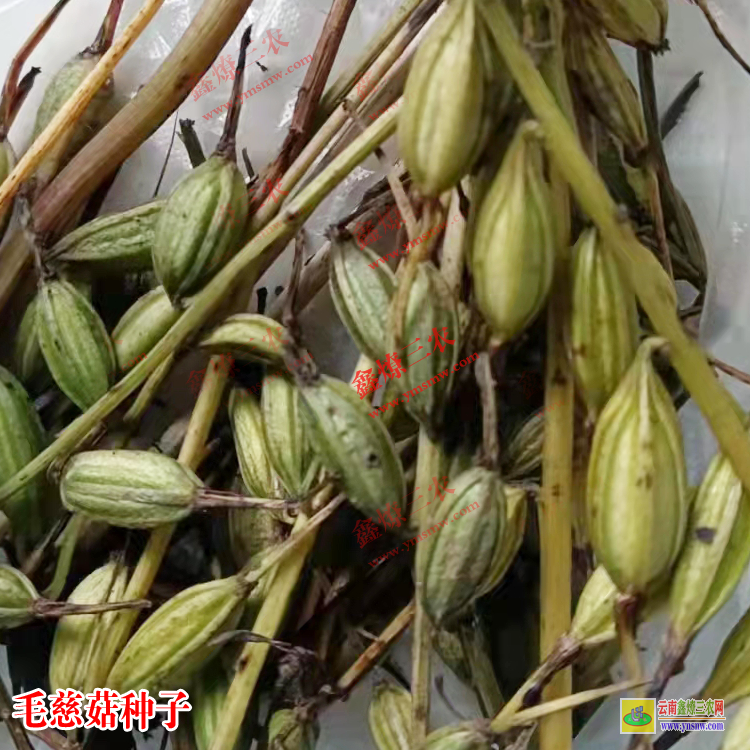 四川沙湾毛慈菇苗图片 独蒜兰毛慈菇 毛慈菇苗怎么培植